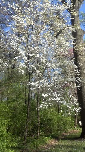 Flowering Dogwood