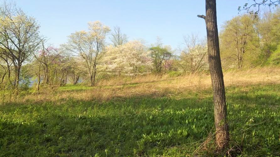 lmg fieldwcornus lincoln memorial garden