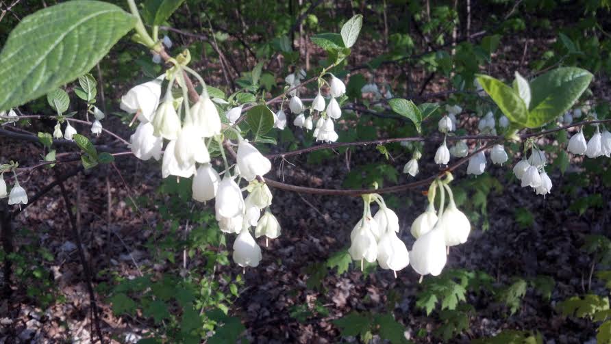The dangly flowers of Carolina Silverbell look like they should be making a tinkly sound.