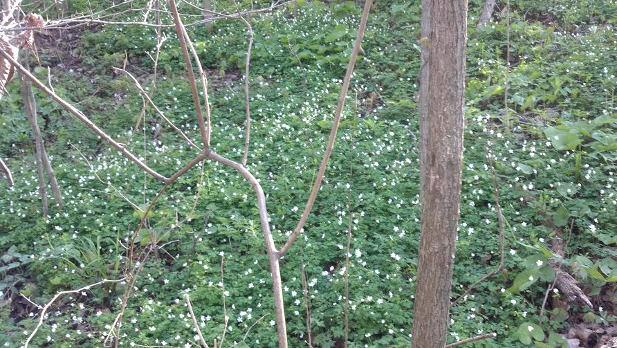 False Rue Anemone carpeting the forest floor.