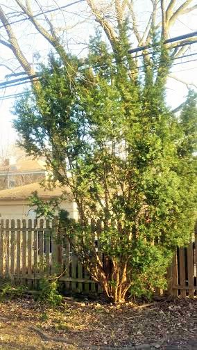 Here's an After picture. Some stems are still as tall as the wires, but they are growing in front of and not through the wires.