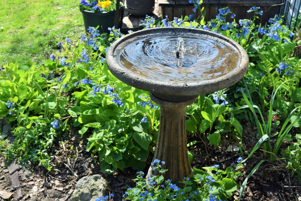 A little off topic, but here's our new fountain surrounded by Virginia Bluebells. Nice, don't you think?