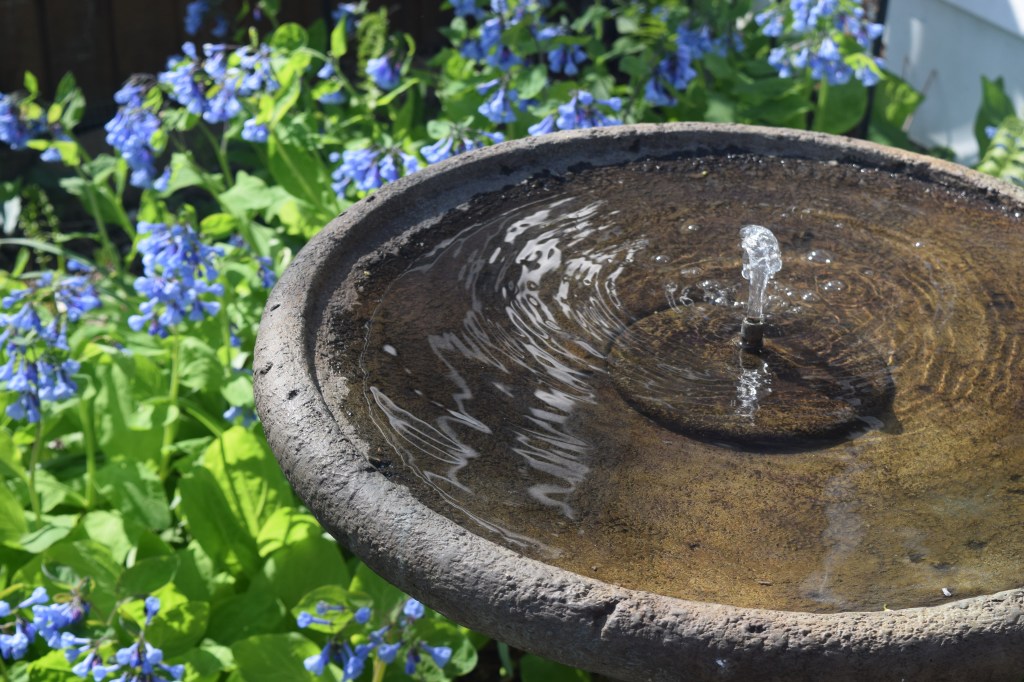 Another look at the fountain and the Virginia Bluebells.