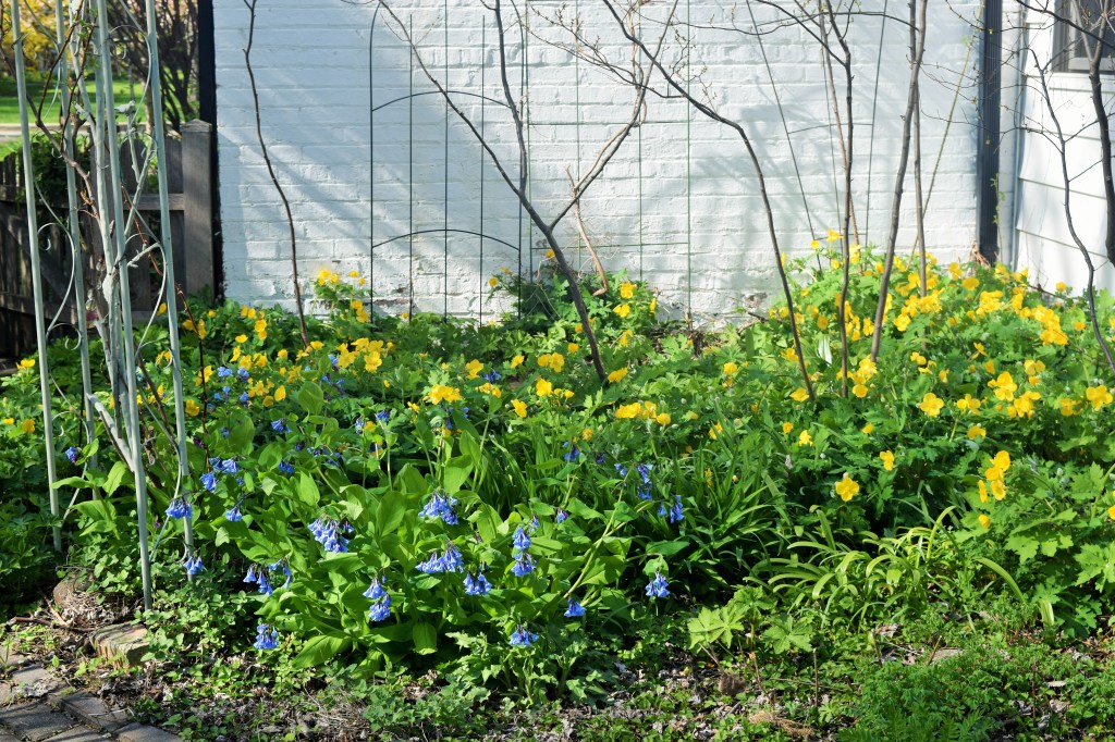 A mass of Celandine Poppies provide a backdrop for Virginia Bluebells.