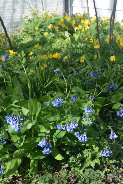 Virginia Bluebells and Celandine Poppies, another look.