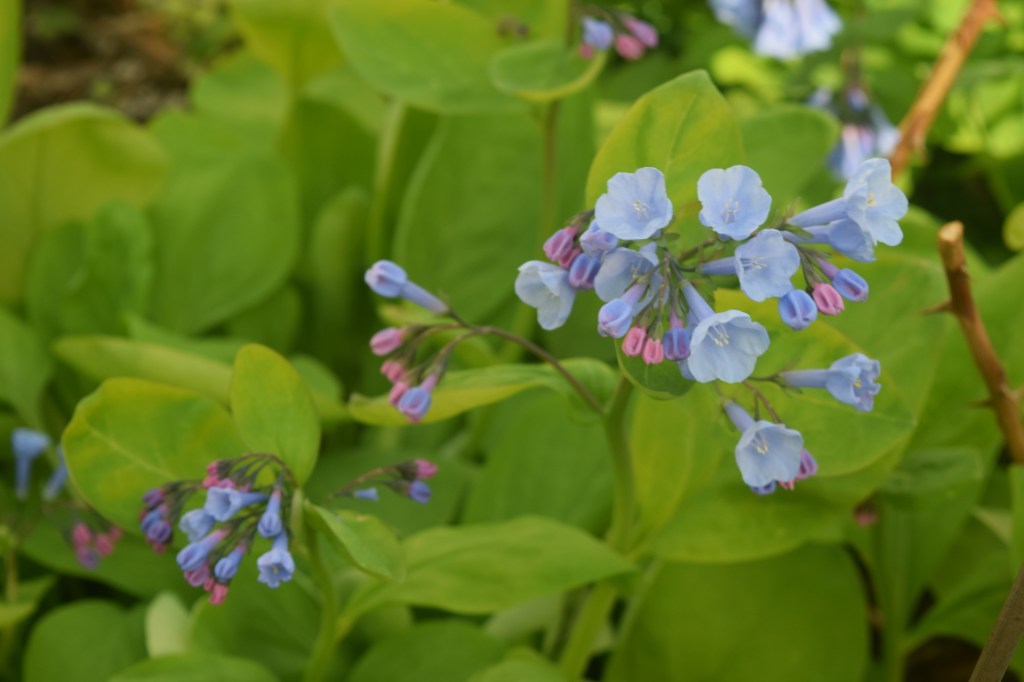 Virginia Bluebells