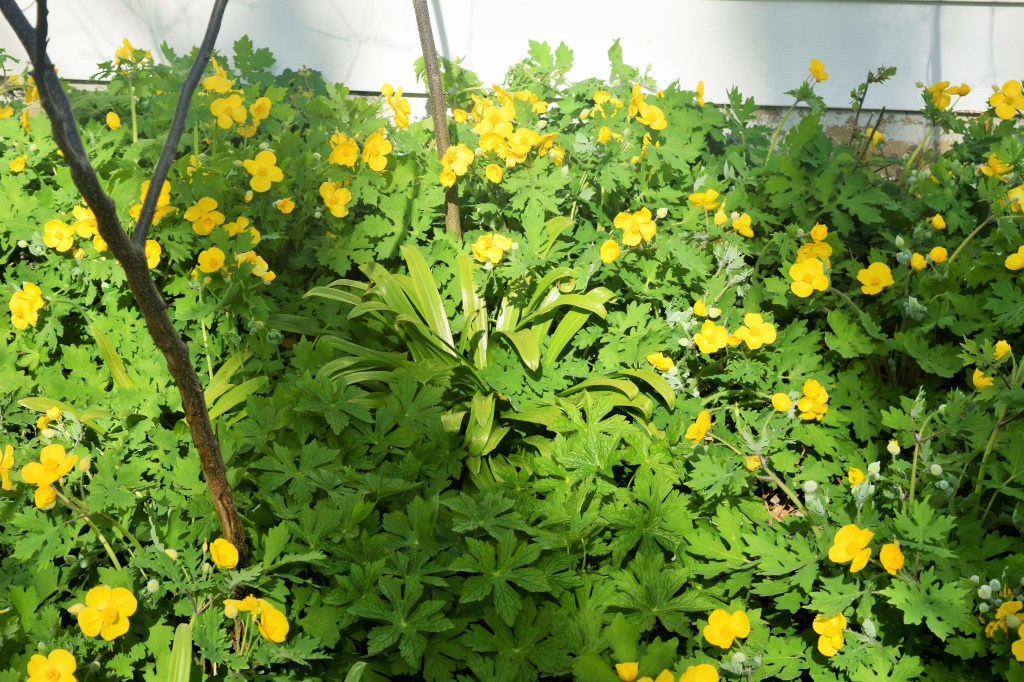 Celandine Poppies