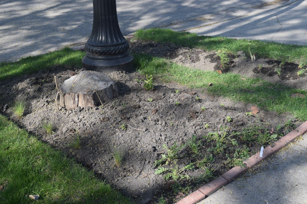 Another view of the new parkway border.