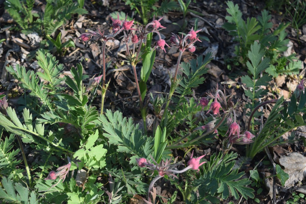 Prairie Smoke