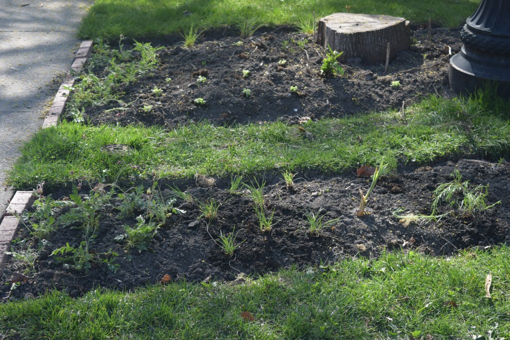 The newly planted Lamppost Border, back on May 2.