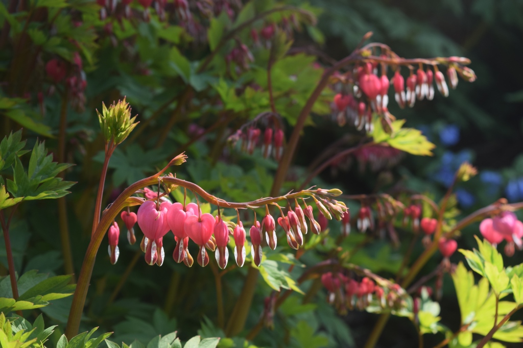 Bleeding Heart glowing in the late afternoon sun.