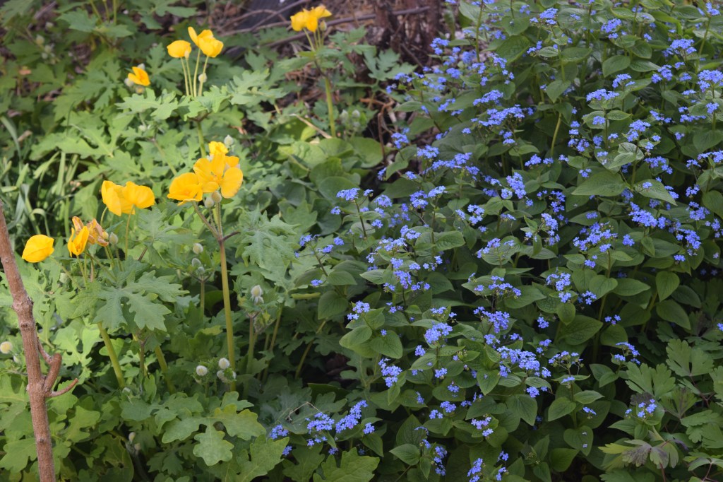 Celandine Poppies with Great Forget-Me-Not