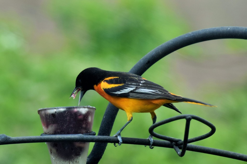 Male Baltimore Oriole ready to snarf down some jelly.