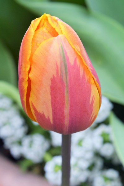 'Princess Irene' is still going strong.