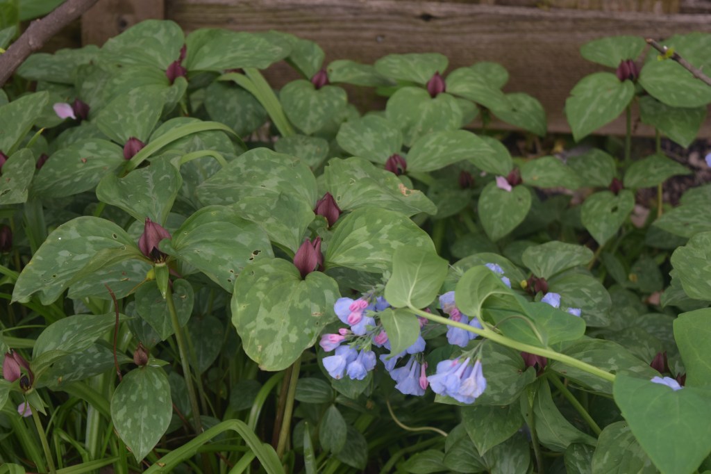 Red Trllium with a dash of Virginia Bluebell