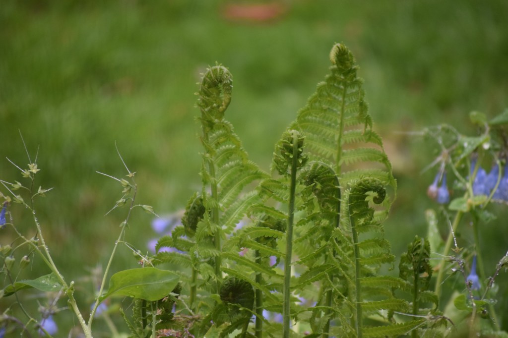 Cinnamon Ferns with Virginia Bluebell on a rainy Sunday.