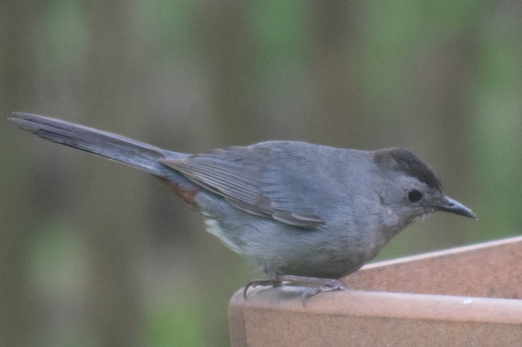 Gray Catbird