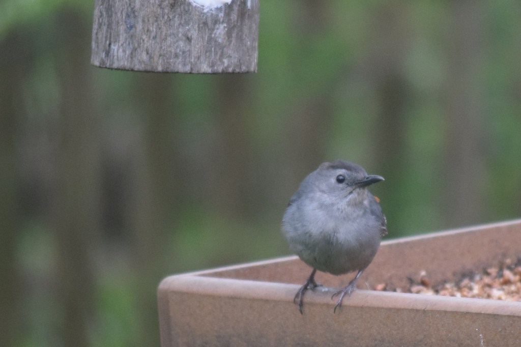 Gray Catbirds are not colorful, but they are kind of cute.