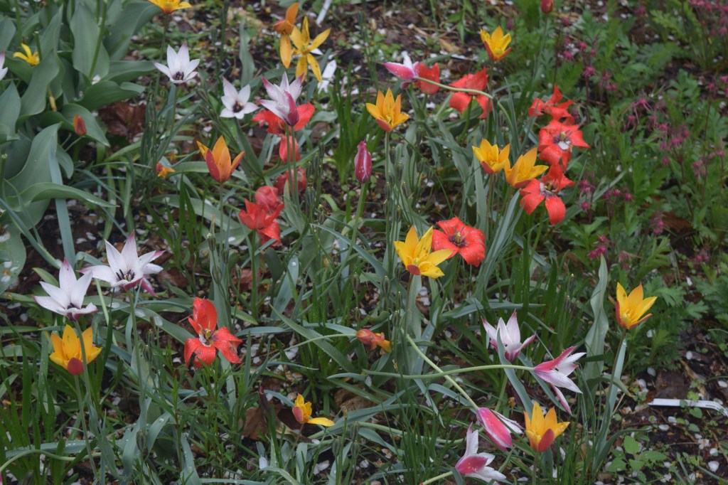 Tulipa 'Chrysantha' (yellow), 'Lady Jane' (white), and 'Red Gem'.