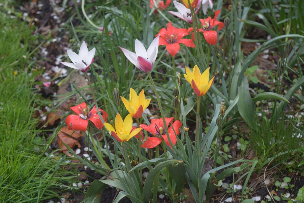 2015-05-11 09.12.06 tulips