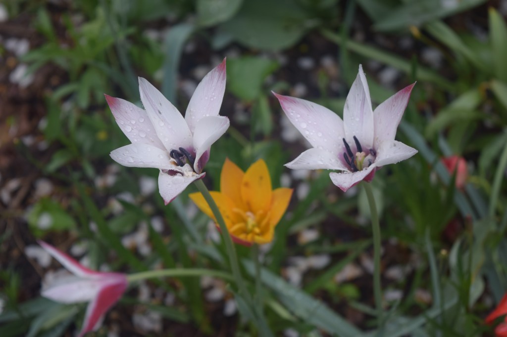 Tulips 'Lady Jane' and 'Chrysantha'