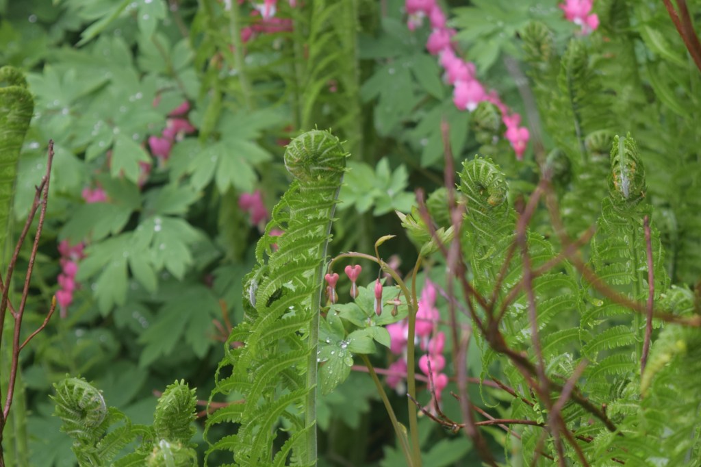 Ostrich Fern and  Bleeding Heart