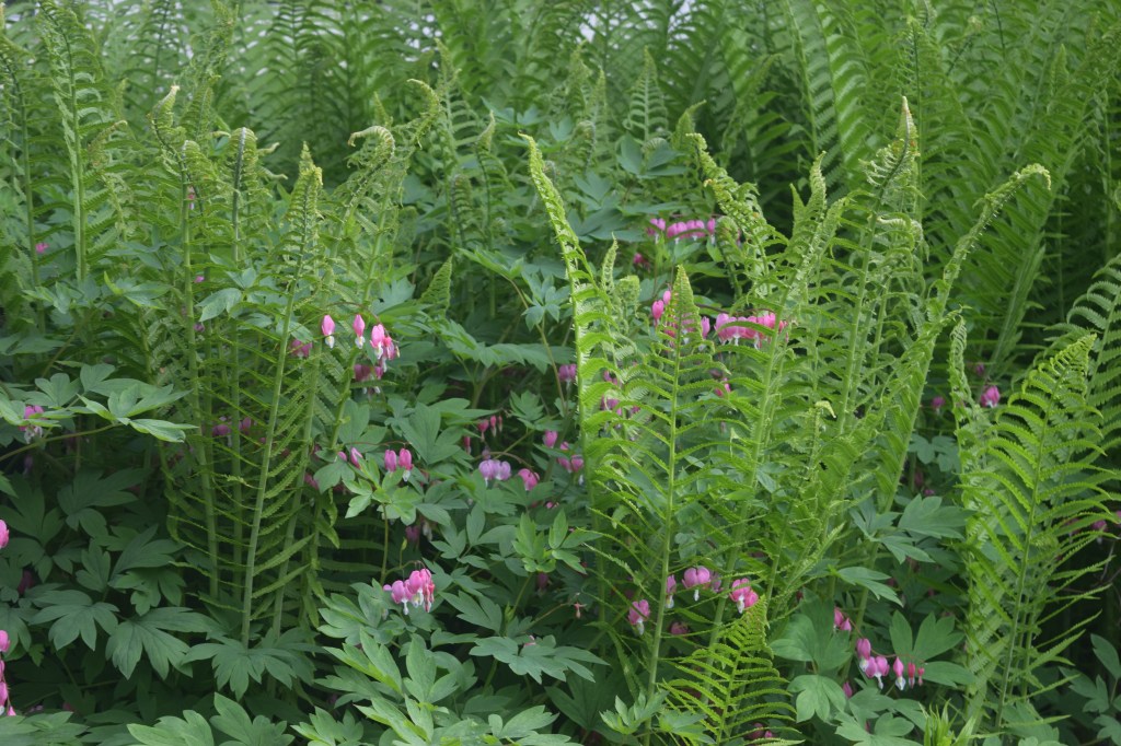 If Ostrich Ferns had elbows I would say they were elbowing their way to the front of the Bleeding Hearts.
