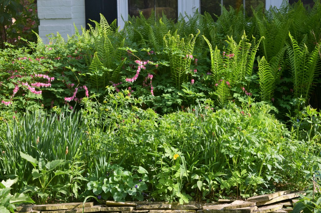 A foundation planting of Ostrich Ferns.