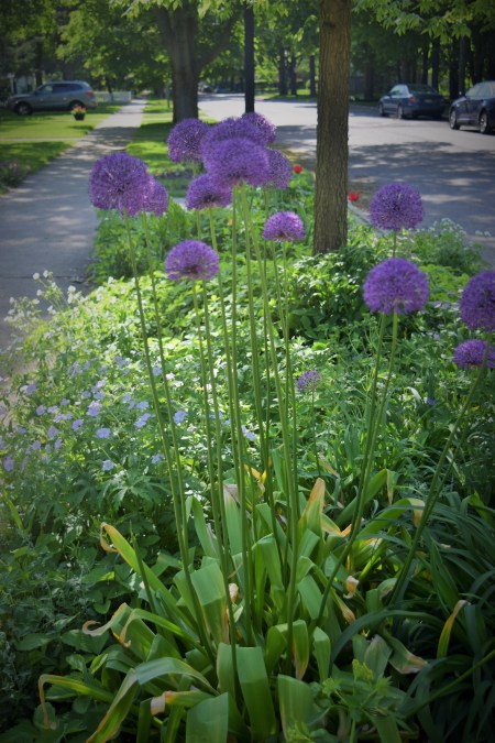 Allium 'Globemaster' in the Parkway Bed.