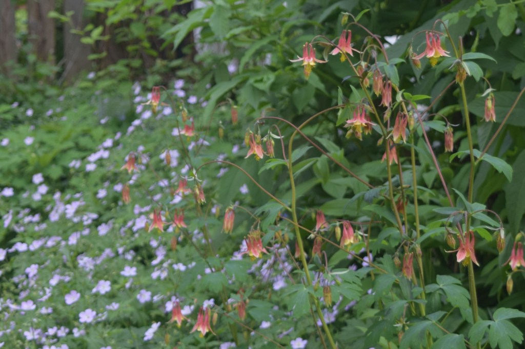 Wild Columbine with Wild Geranium in the background.