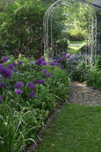 A drift of Allium 'Purple Sensation' in the back garden.