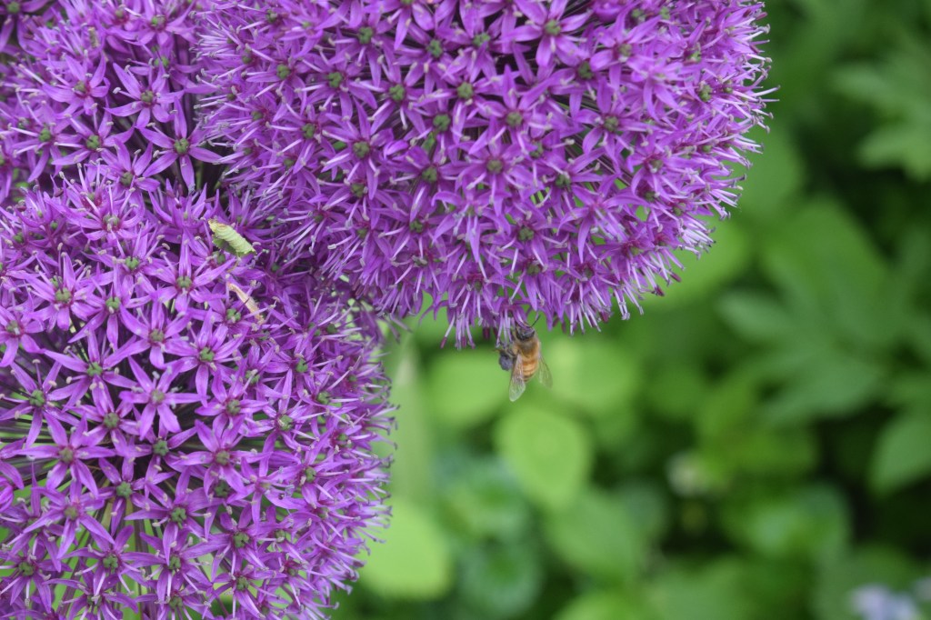 Alliums are popular with bees and other pollinators.