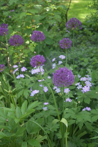 Alliums with Wild Geranum.