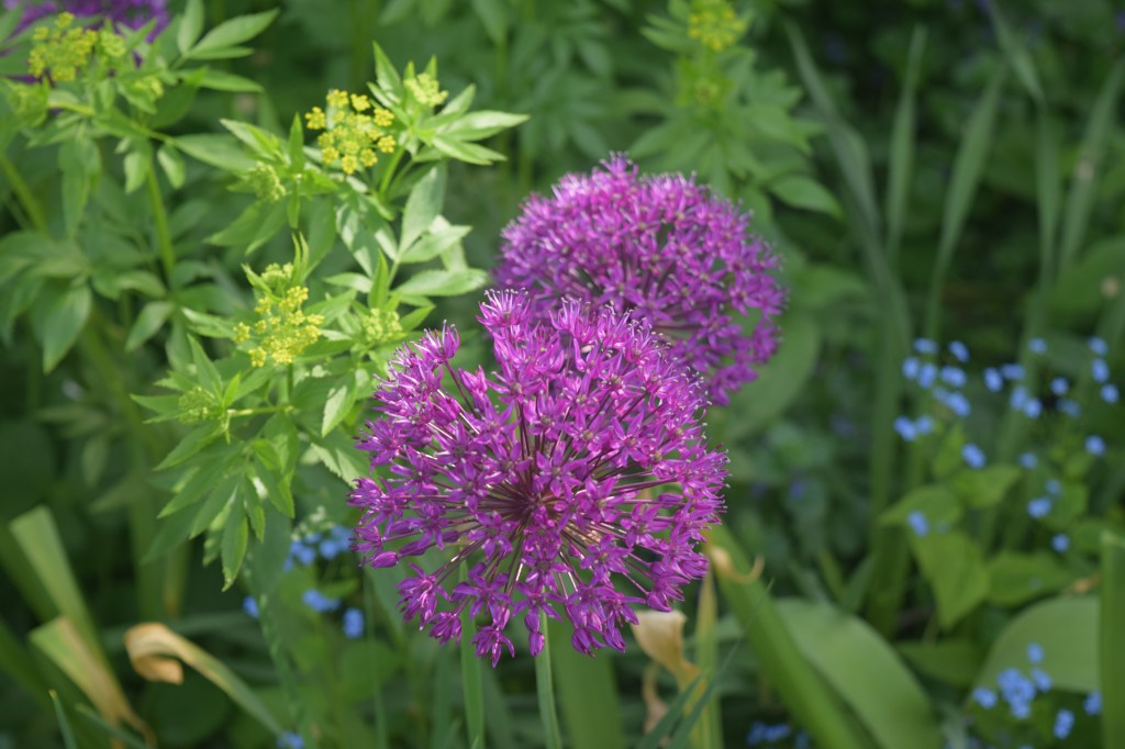 Allium 'Purple Sensation' with Golden Alexander.