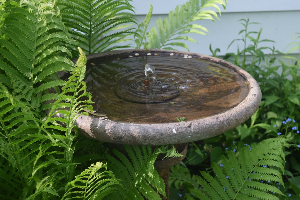 Fountain and ferns.