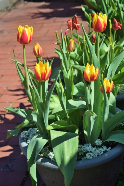 'Keizerskroon' Tulip