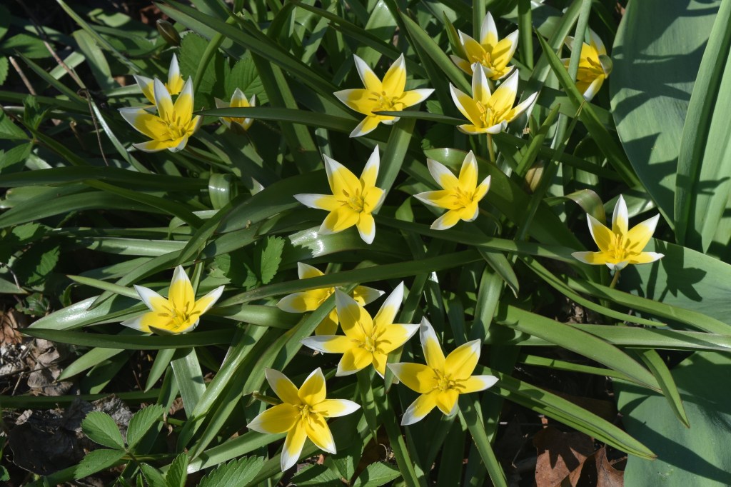 Tulipa dasystemon