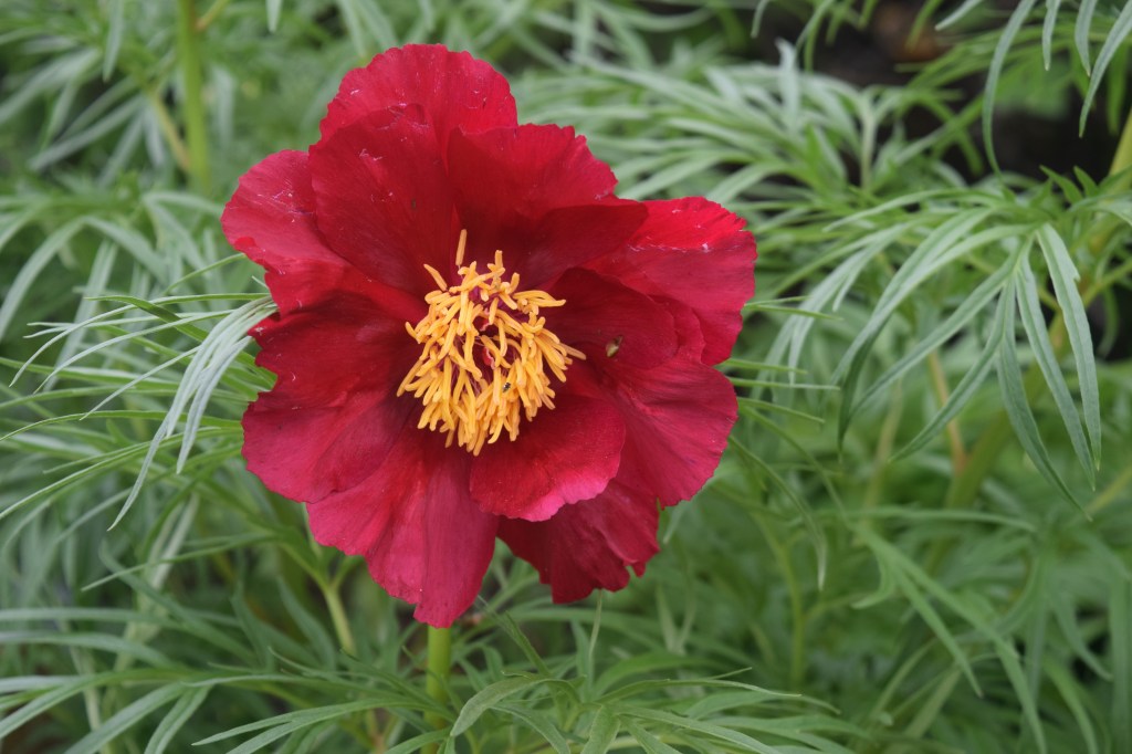 Paeonia anomala