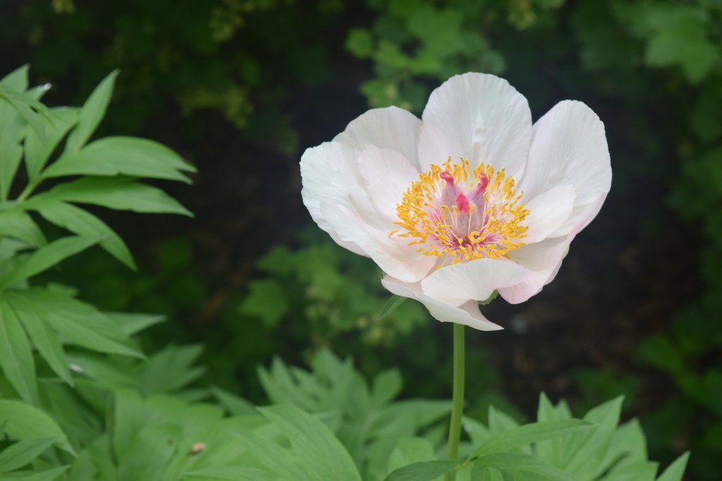 Peony 'Abalone Pearl'