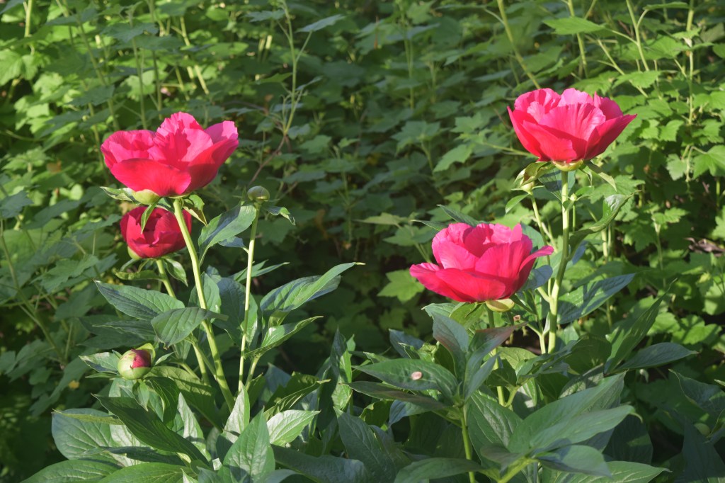 Another view of Peony 'America'.