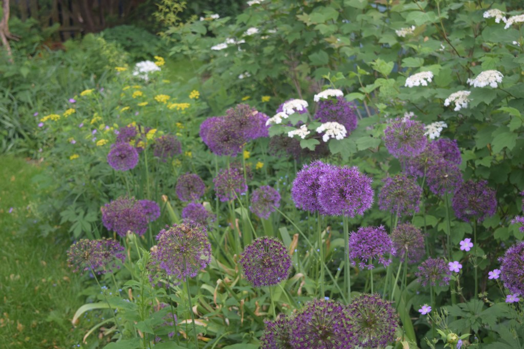 The garden survived without me. Fading Alliums still bloom with Golden Alexander and Cranberrybush Viburnum.