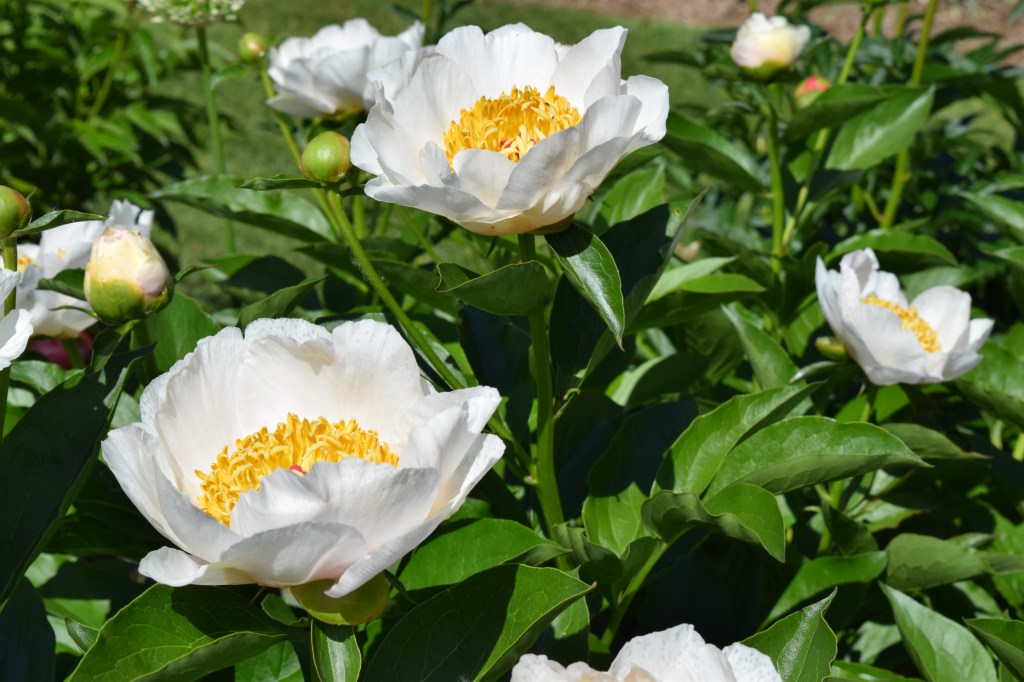 Canadian Peonies, which have clearly been enhanced through the use of the dark arts.