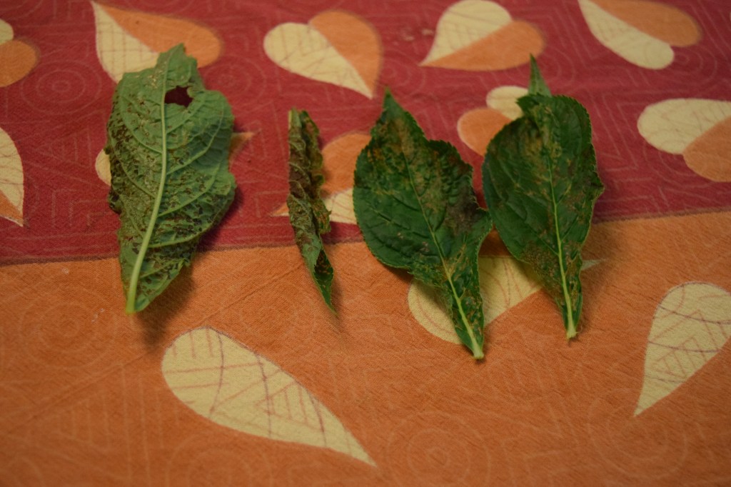 Infected Culver's Root leaves.
