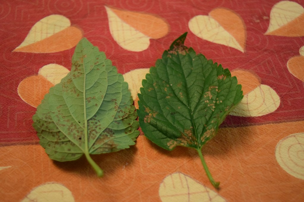 Infected Anise Hyssop leaves.