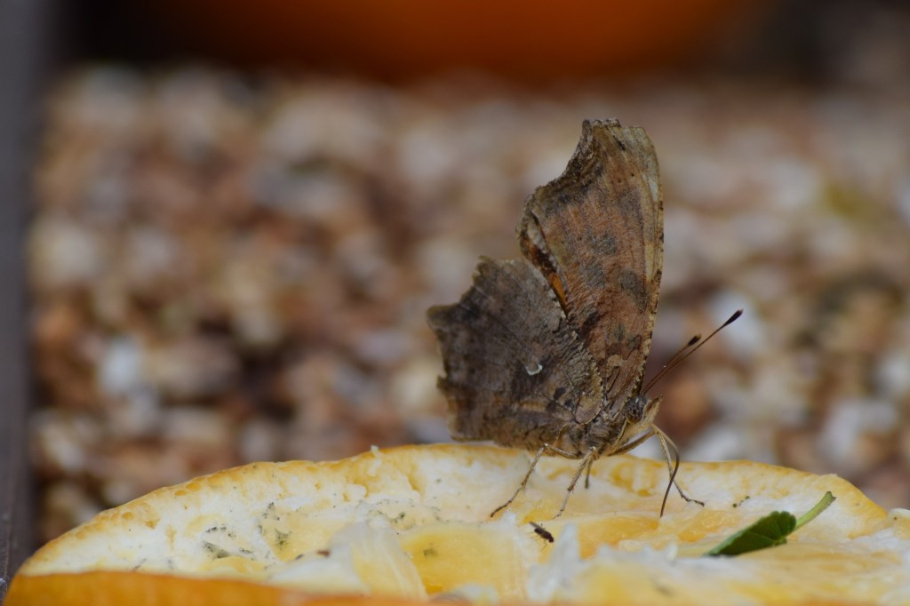 Comma butterfly. It gets the name from the little white mark on the lower left part of the wing, which arguably look like a comma.