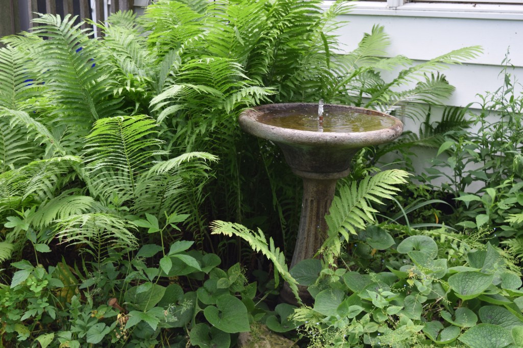 Our fountain surrounded by Cinnamon Ferns.