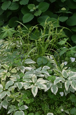 Variegated Bishop's Weed, with Gray's Sedge in the background.