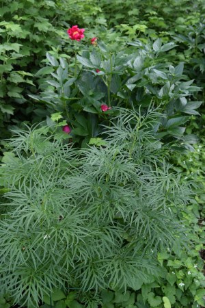 Paeonia anomala