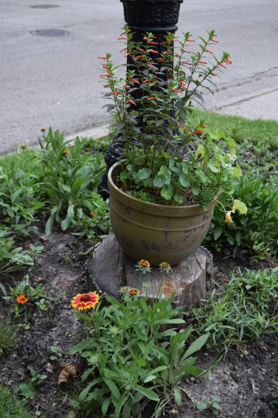 The stump makes a nice pedestal for a flowering container.
