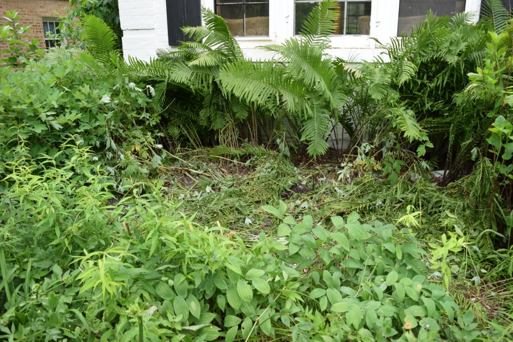The remaining Ostrich Ferns in the foundation bed.